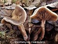 Meottomyces dissimulans-amf2086-1